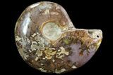 Bargain, Polished, Agatized Ammonite - Madagascar #75958-1